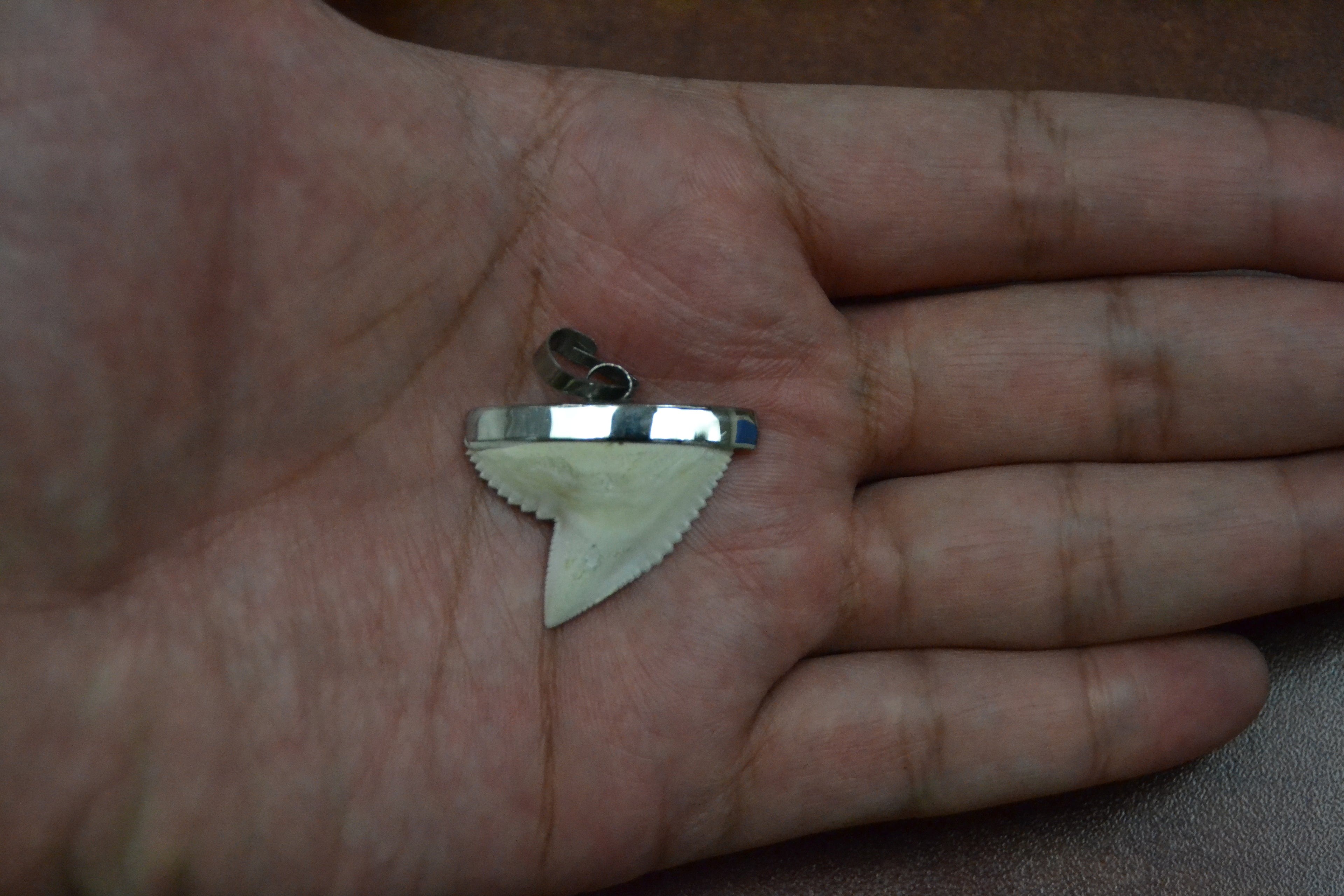 Tiger Shark Tooth Silver Cap Pendant